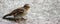 Male Sparrow -beak open