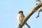 Male sparrow close up