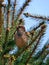 Male sparrow on a fir tree branch - bird photography closeup - vrabie