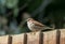 Male sparrow on garden fence