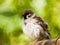 A male sparrow shot with an old mirror lens