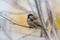 Male sparrow sits in a dense wintry shrubbery