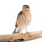 Male Sparrowhawk Accipiter nisus on a white background sits on a stick