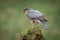 Male sparrowhawk feeding close up