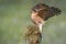 Male sparrowhawk landing