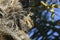 Male Sparrowhawk placed in Palm Tree