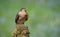 Male sparrowhawk portrait