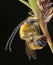 Male specimen of Eucera sleeping while biting