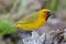 Male Spectacled Weaver