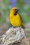 Male Spectacled Weaver