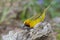 Male Spectacled Weaver