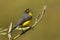 Male Spectacled Whitestart singing from a perch - Ecuador