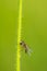 Male sphaerophoria scripta long hoverfly