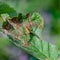 The male spider of the dolomedes fimbriatus sits on the damaged leaf