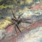 Male spider-wolf with long striped paws sits on an old sheet of