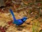 Male Splendid Fairy Wren