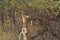 A male Spotted Chital Deer jumping to eat food