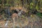 A male Spotted Chital Deer looking at camera