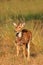 Male spotted deer