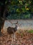 Male Spotted Deer (Axis axis).