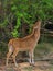 Male spotted deer with big antlers reaching up to the fresh leaves in the tree branches