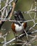 Male Spotted Towhee