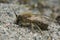 Male spring mining bee, Colletes cunicularius on sand