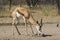 Male Springbok