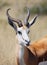 Male of springbok antelope