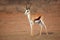 Male springbok antelope