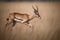 Male Springbok antelope (Aepyceros melampus) running in tall grass