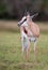 Male Springbuck Antelope