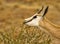 Male springbuck/ springbok grazing