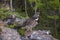 Male Spruce Grouse Bird Springtime Mating Rituals Alberta Foothills