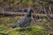 Male Spruce Grouse, Canachites canadensis, in boreal forest