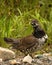 Male spruce grouse Falcipennis canadensis on gravel ground