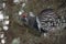 Male Spruce grouse in an old tree