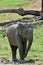 The Male of Sri Lankan elephant.