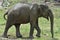 The Male of Sri Lankan elephant.