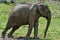 The Male of Sri Lankan elephant.