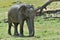 The Male of Sri Lankan elephant Elephas maximus maximus.