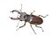 Male of Stag-beetle 12