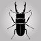 Male stag-beetle