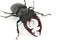 Male stag-beetle