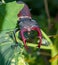 Male Stag Beetle also called pinching bug at nature