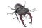 Male Stag Beetle Bug Insect. Closeup front view isolated on whit