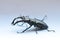 Male stag beetle Lucanus cervus