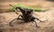 The male stag beetle sits on the background of a rough woody