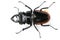 Male stag beetle on white