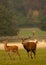 Male stag (buck) deer chasing female deer